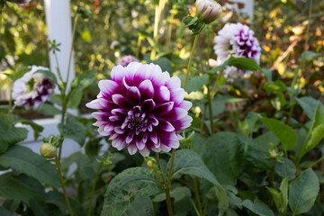 Isolated natural dahlia flower on green background