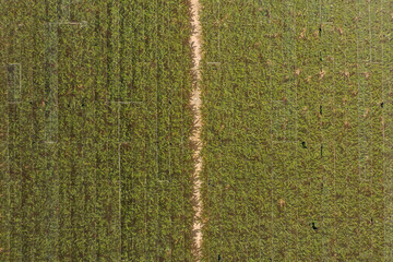 Greenhouse Banana plantation, Top down aerial view.
