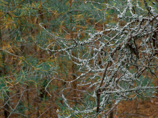 Autumn forest mushroom. Xerocomus fungus. Beautuful fungi. Xerocomus chrysenteron. Xerocomus subtomentosus