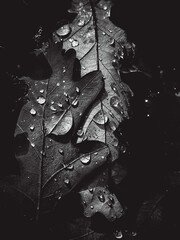 Amazing vertical picture of black and white leaves, artistic processing for wallpaper or website design, beautiful