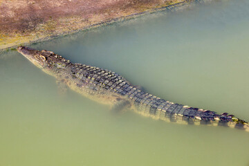 The crocodile swimming on the river near canal