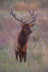Obraz premium Bull Elk