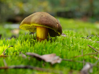 Autumn forest mushroom. Xerocomus fungus. Beautuful fungi. Xerocomus chrysenteron. Xerocomus subtomentosus