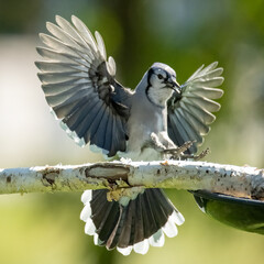 bird in flight. Bluejay square phiyo