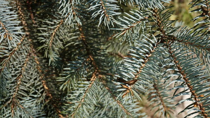 Naklejka na ściany i meble prickly branches of spruce, selective focus