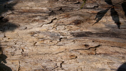 tree surface with leaf shadows