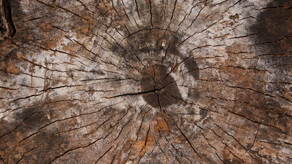 the surface of the stump is cracked, multi-colored