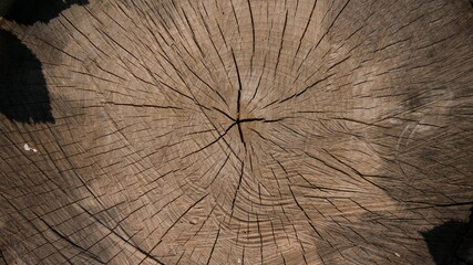 the surface of the stump with shadows from the leaves