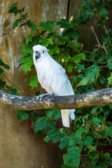 Fototapeta premium Vogelpark Marlow