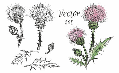 Set of vector illustrations of thistle. Watercolor style, botany, flora.