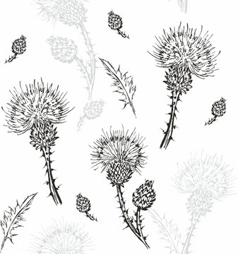Thistle, flower on a seamless background. Vector monochrome illustration