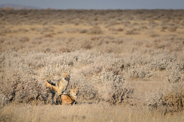 Black-backed jackal pair