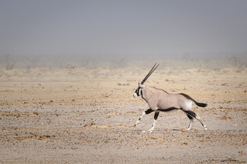 Gemsbok running in a dust storm