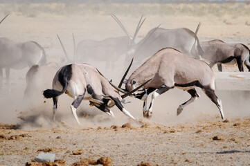 Gemsbok males fighting