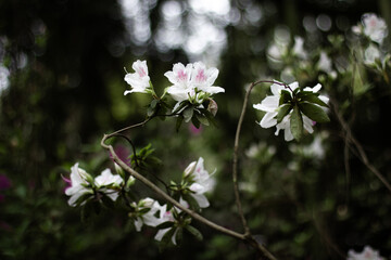 tree blossom in garden
