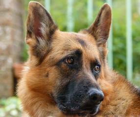 portrait head shot of a beautiful alsatian german shepherd bitch 