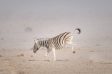 Fototapeta na wymiar Plains zebra kicking in a dust storm