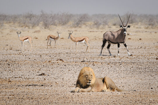 Lion Lying Down Being Watched By Herbivores