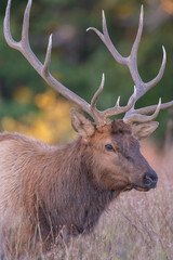 Bull Elk