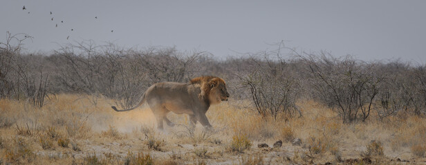 Lion chasing a prey