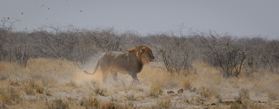 Lion Chasing A Prey