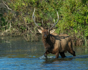 Bull Elk in the water