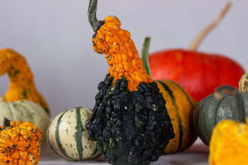 pumpkins and gourds