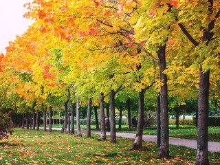 Autumn trees with colorful leaves, yellow, red, orange.