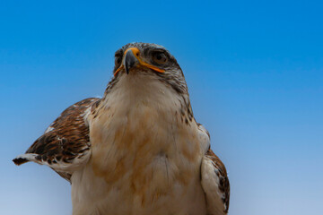 Halcón peregrino