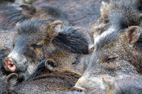 White-Lipped Peccary (Tayassu pecari) making Siesta