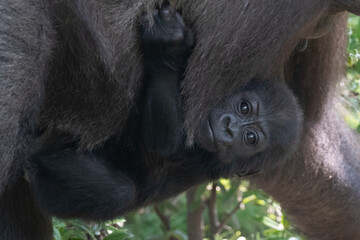Western Lowland Gorilla (Gorilla gorilla gorilla) Baby