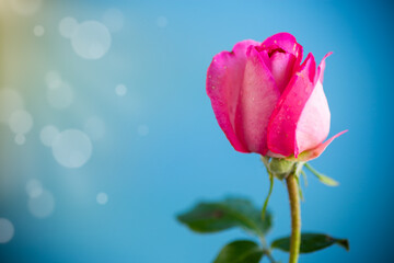 Fototapeta premium pink beautiful summer roses on abstract background
