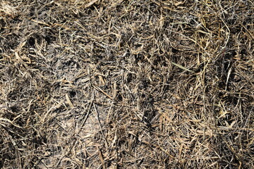 Dry Grass