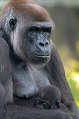 Naklejka premium Western Lowland Gorilla (Gorilla gorilla gorilla), Mother and Baby