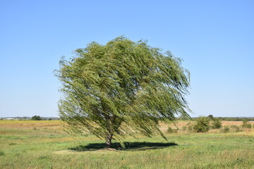 Weeping Willow Tree