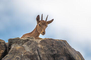 Obraz premium Female Siberian Ibex (Capra sibirica)