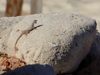 Lagarto en roca