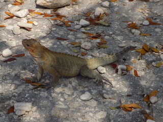 Iguana