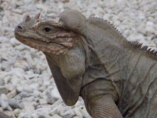 Iguana