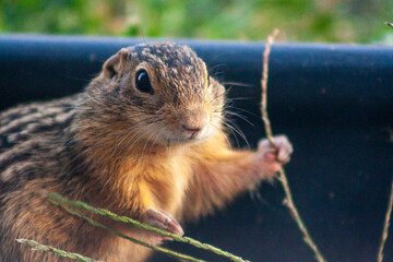 Squirrel Eating Grass