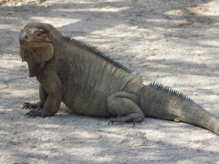 Iguana