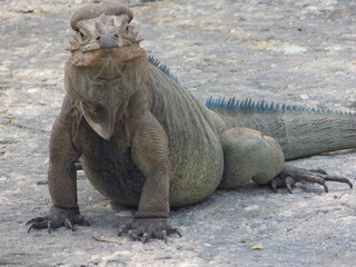 Iguana