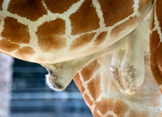 Giraffe's testicles. Portrait of a giraffe penis (giraffa camelopardalis) is an african mammal. Funny giraffe mating closeup. Giraffe's large reproductive. Genital organs of male animals and skin.