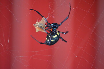 Spider catch on a web