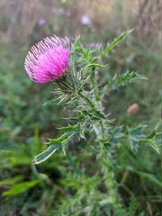 flower of a thistle