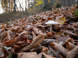 Autumn forest background. Inedible mushroom under fallen dry leaves.
