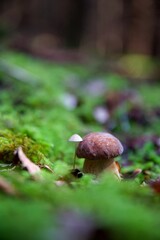 Cèpe champignon comestible forêt - nature biodiversité