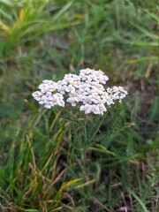 bush of white flowers in the garden