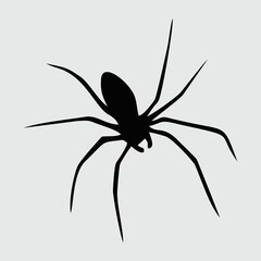 Spider Silhouette, Spider Isolated On White Background