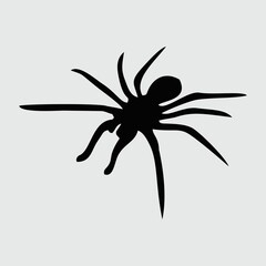 Spider Silhouette, Spider Isolated On White Background